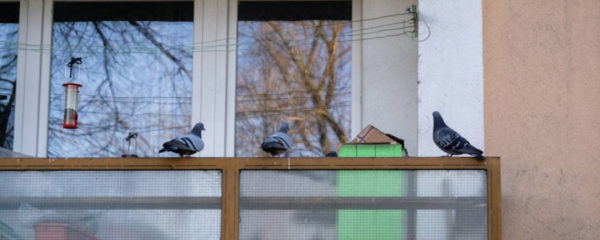 se débarrasser des pigeons sur son balcon