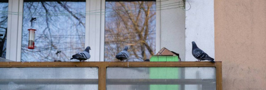 se débarrasser des pigeons sur son balcon